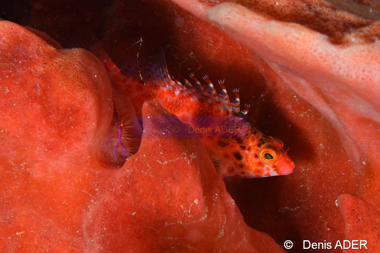 Lauriea siagiani Cirrhitichthys oxycephalus-Wangi Wangi Island-18m-20180601-Denis-ADER-DSC_3076_tn.jpg